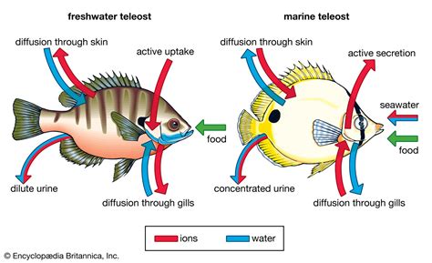 黑魚適應在什麼溫度養？探討黑魚飼養環境與溫度調節的微妙關係